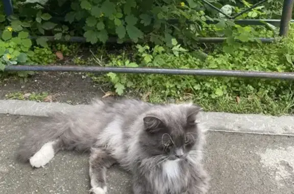 Найдена кошка, Новосибирская ул., 20