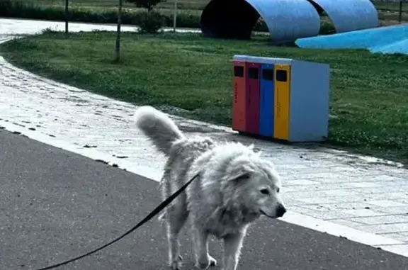 Собака с поводком в парке Сколково, Наб. Гиперкуба