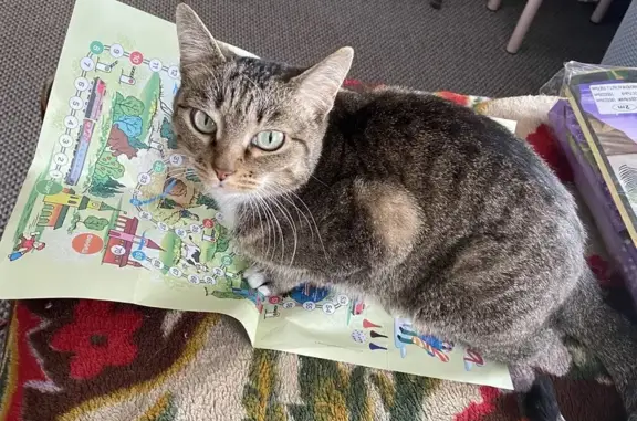 Объявления о пропавших и найденных животных, Чита, фото: Пропала кошка, Чита, Забайкальский край