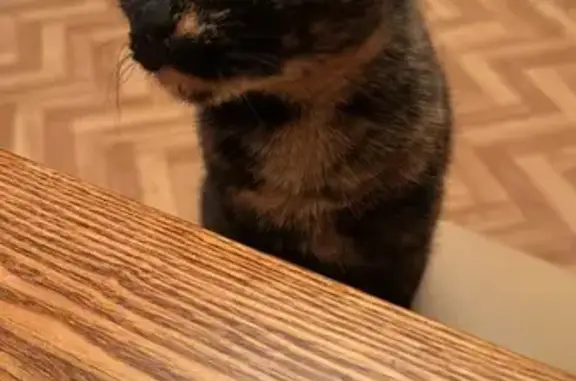 Кошки потеряшки, Санкт-Петербург, фото: Потеряшка кошка, Днепровский пер., 7, СПб