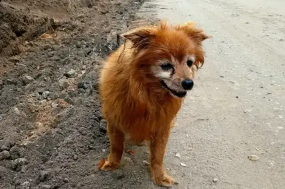 Найдена собака на ул. Энергетиков, 4, Конаково