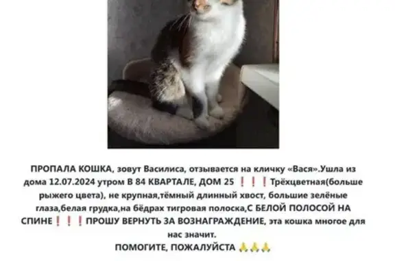 Пропала кошка, Ангарск, 84 кв, д. 25