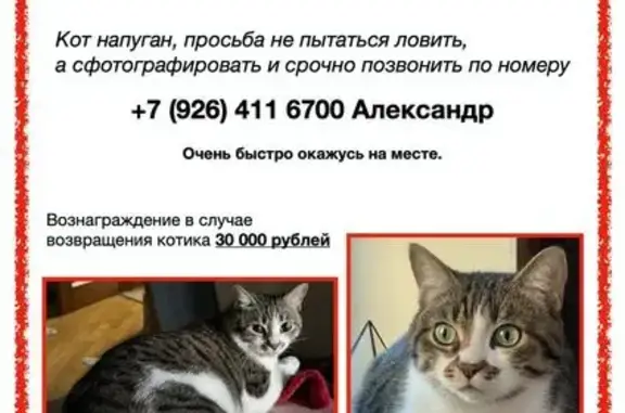Пропала кошка, Мишина ул. 57, Москва
