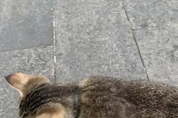 Найдена кошка, Бутырская ул., Москва