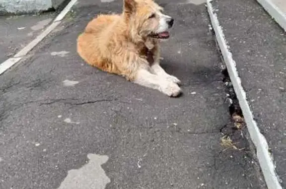 Найдена собака, Дубнинская ул., 32 к6, Москва