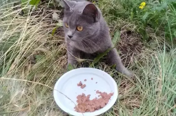 Найдена кошка на 2-й Любинской, 11А, Омск