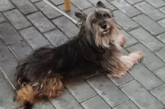 Пропала собака в Богданово, 72А