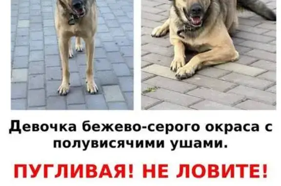 Пропала собака, площадь Ленина, Подольск