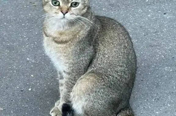 Найдена кошка, Можайское шоссе 33, Москва