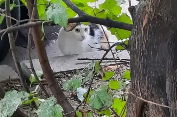 Кошка найдена: Тепличный пер., 10, Москва