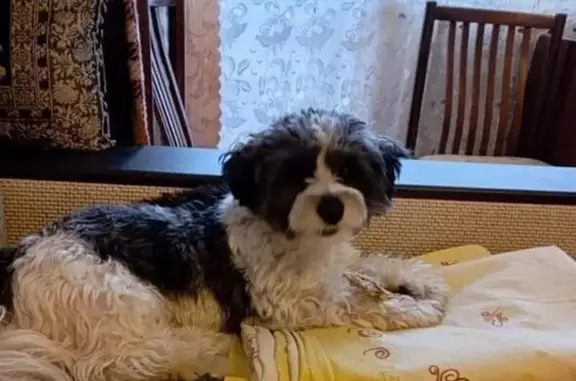 Пропала собака у ресторана "Река", Волгоград