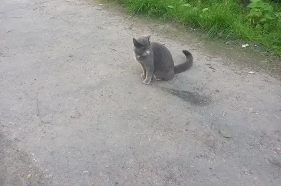 Найдена кошка, Пионерская 14А, Оленегорск