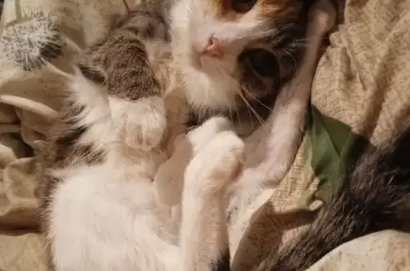 Потерянные животные Тамбов, фото: Пропала кошка, Строитель, парк 19 к2