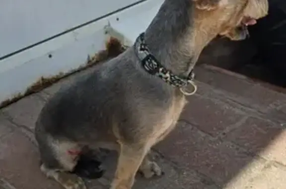 Найдена собака у Бристоля, Лежневская 173