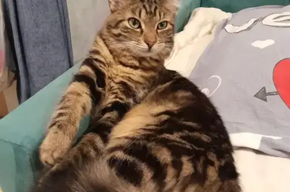 Кошки потеряшки, Санкт-Петербург, фото: Потеряшка кошка, Искровский пр., 6 к5, СПб