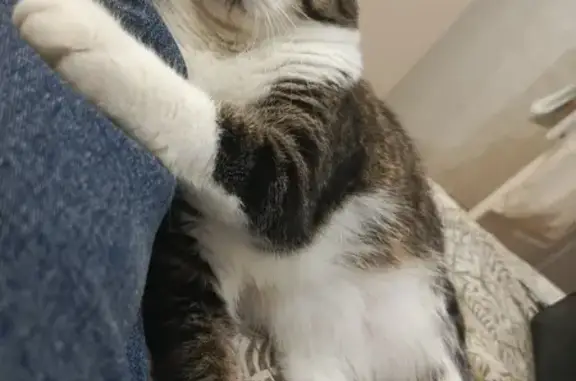 Потерянные животные Набережные Челны, фото: Пропала кошка, Гвардейская ул., 17