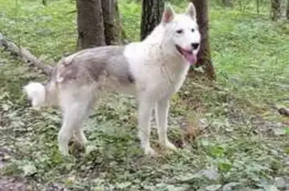 Найдена собака, МО, похож на метиса хаски