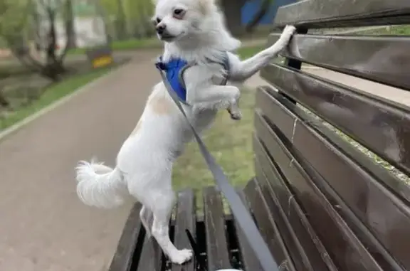Пропала собака в СНТ Тимирязевец, Москва