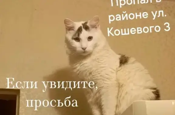 Пропал кот, ул. Олега Кошевого, 3, Калининград