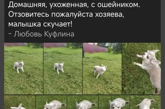 Найдена собака, Леоновская ул., 35, Можайск