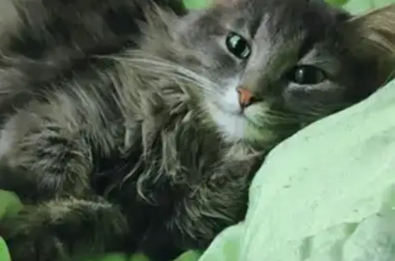 Объявления о пропавших и найденных животных, Смоленск, фото: Пропал кот Мотя, ул. Попова 10, Смоленск