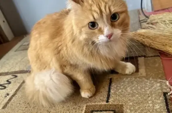 Найдена рыжая кошка в Московской области