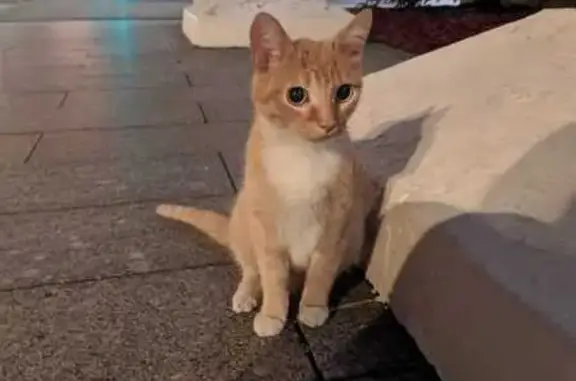 Найдена кошка: Софийская наб., 30, Москва