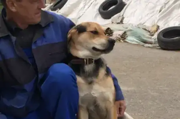 Пропала собака, Везельская 44А, Белгород