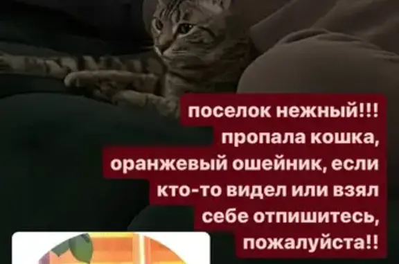 Пропала кошка, Наумкина 214, Магнитогорск