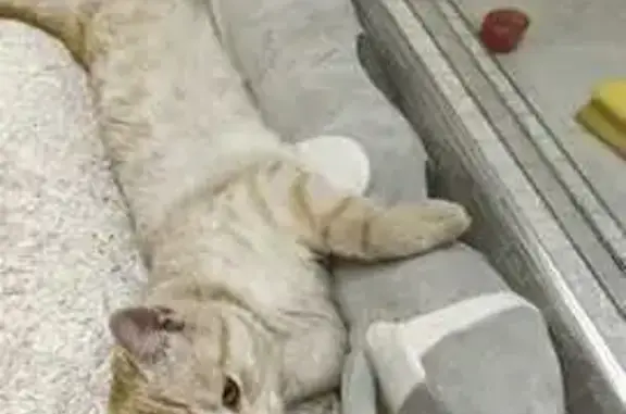 Пропала кошка на Новоугличском ш., 53