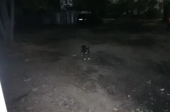 Найдена собака на ул. Думенко, 12, Краснодар