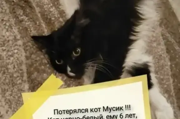 Пропала кошка, ул. Хохрякова 22А, Челябинск