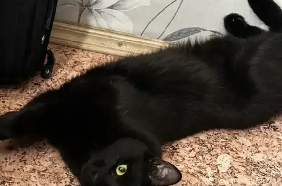 Потерянные животные Тверь, фото: Пропала кошка на 2-я ул. Красина, 76, Тверь