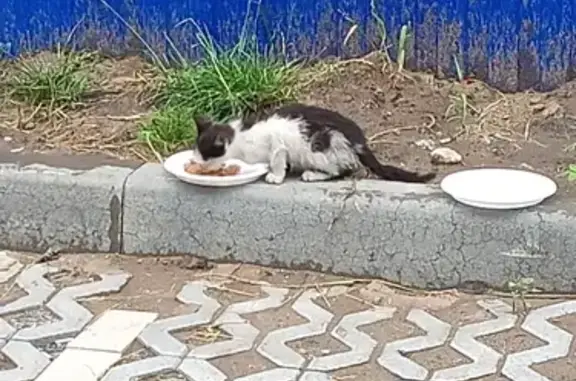 Кошка найдена на ул. Генерала Кашубы, Ульяновск