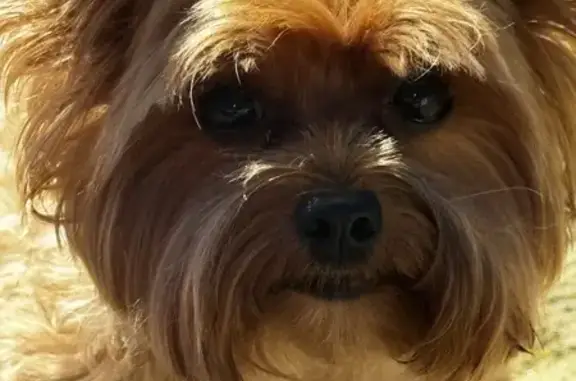 Собаки потеряшки, Пенза, фото: Потеряшка собака, Ладожская 144А, Пенза