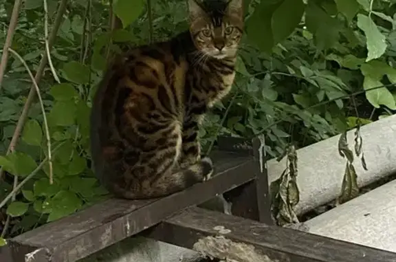 Кошка найдена, ул. Баранова, 17, Солнечногорск