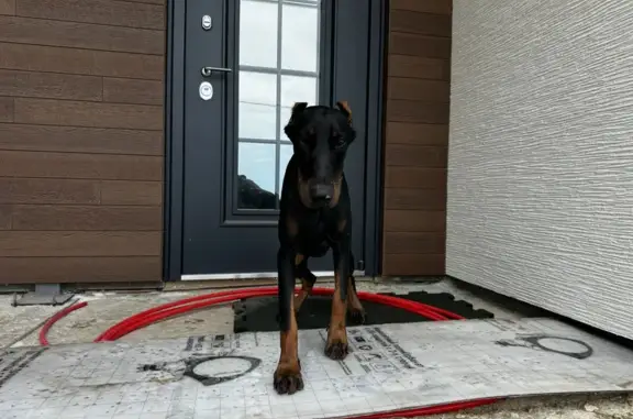 Найдена собака, Раздольное, фото: Найдена собака: СТ 