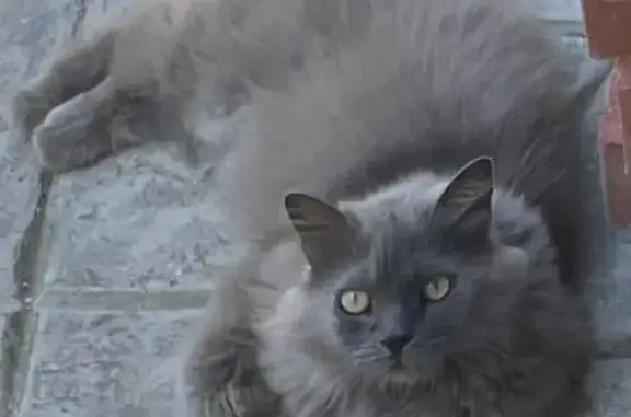 Пропала кошка на Алуштинской, 7, Севастополь