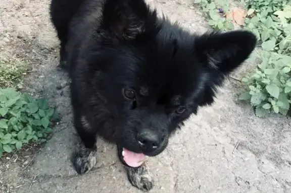 Пропала собака на Кубанской, 39, Краснодар