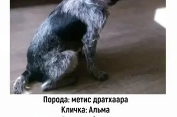 Пропала собака, Октябрьская ул., 26Б, Серпухов