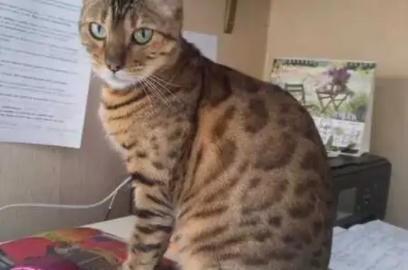 Бенгальская кошка найдена в Видном, 46Н-13973