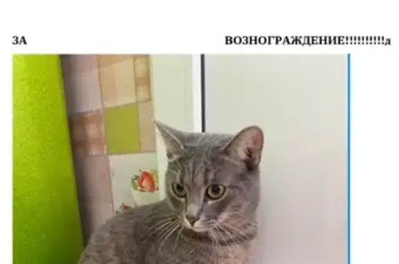 Пропала кошка, Самылинка, Тульская обл.