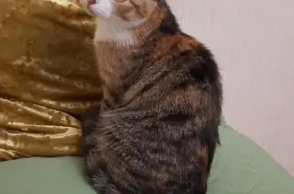 Пропала кошка Фрося в д. Знаменское, Центральная, 39