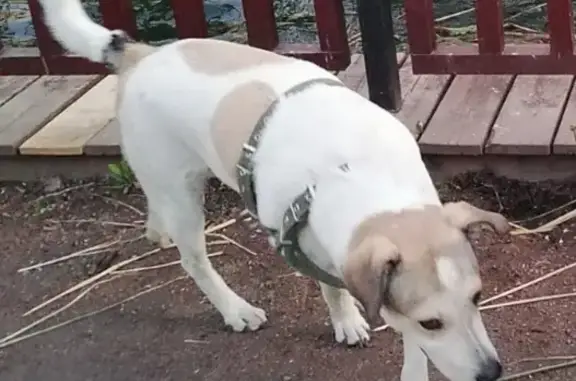 Пропала собака в районе 3-й Степной, Саратов