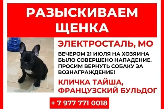 Пропала собака, ул. Пушкина 14, Электросталь