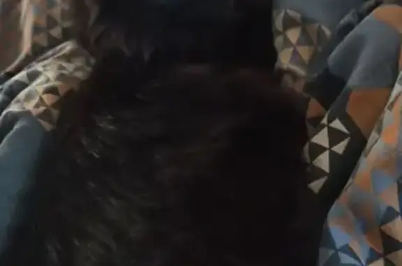 Кошки потеряшки, Яранск, фото: Потеряшка чёрная кошка, ул. Радина, 45, Яранск