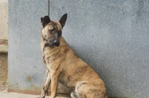Найдена собака на пр. Ленина, 197А, Волгоград