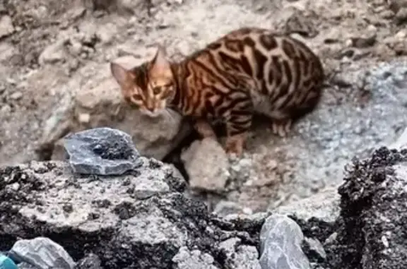 Найдена кошка, ул. Котовского, 40, Новосибирск
