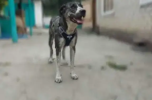Пропала собака: Советская, 165, Усть-Джегута