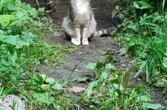 Найдена кошка, Ховрино, ул. Дыбенко, Москва